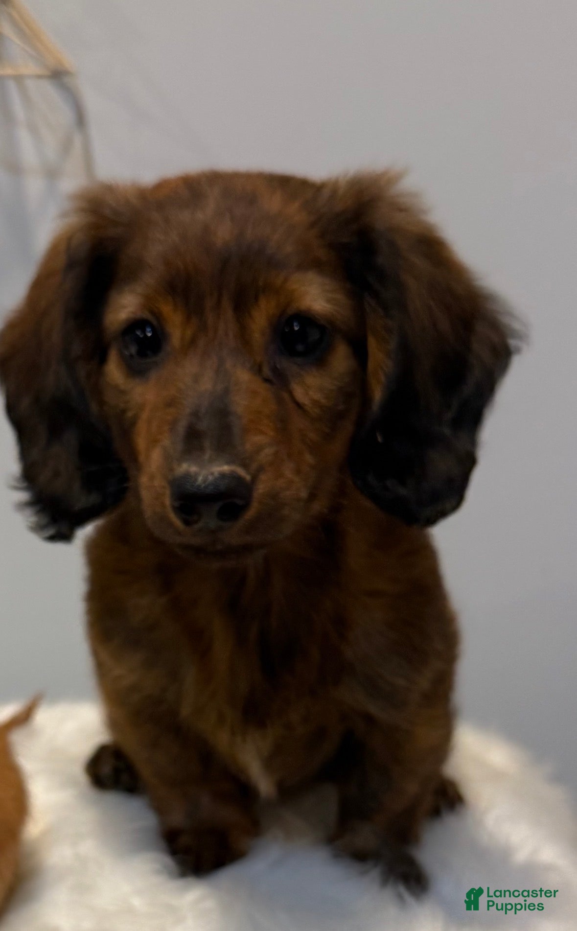 Miniature Dachshund dogs Miniature pickles  - Ad 1
