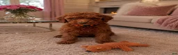 Standard Poodle dogs for sale: Joy  - Ad 2