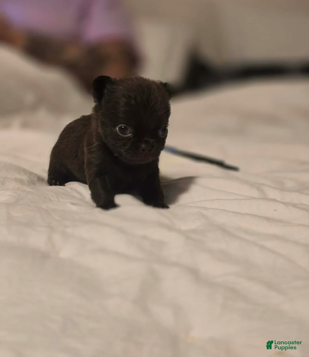 Chihuahua dogs for sale: Johnny  - Ad 1