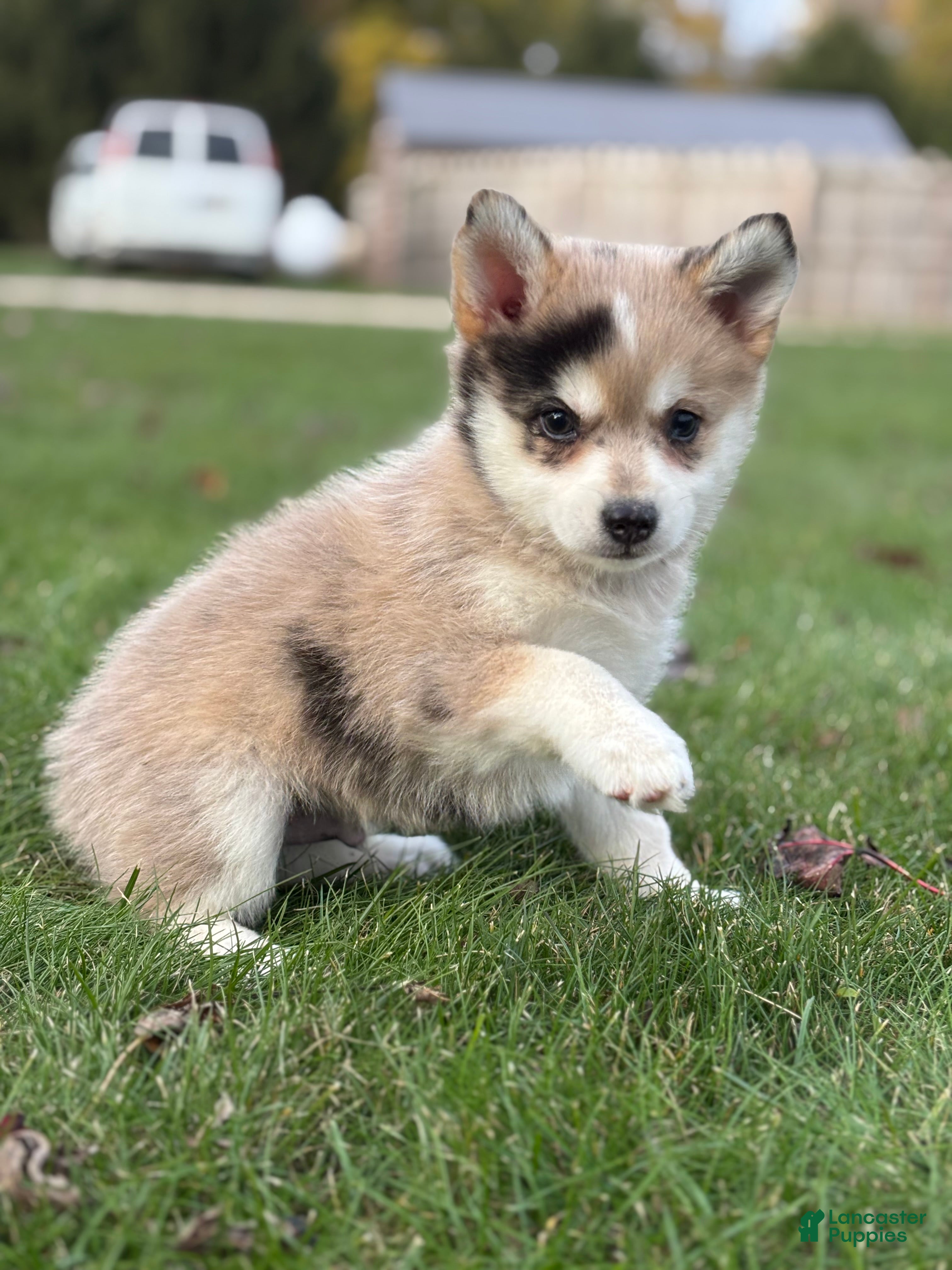 Pomsky dogs Tucker - Ad 2