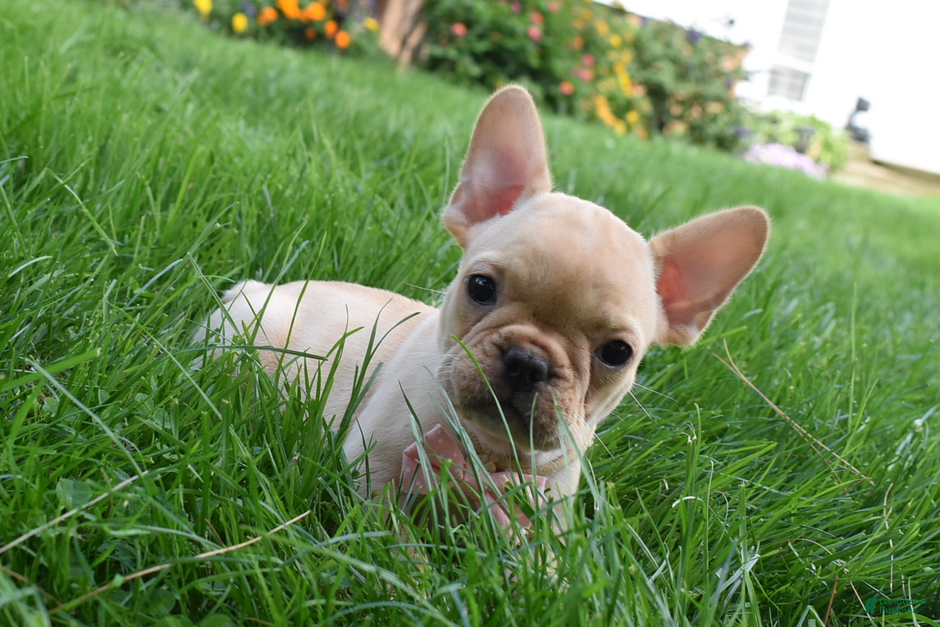 French Bulldog dogs Sierra - Ad 12