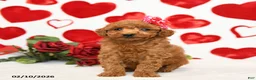 Miniature Poodle dogs for sale: Hearts - Ad 3