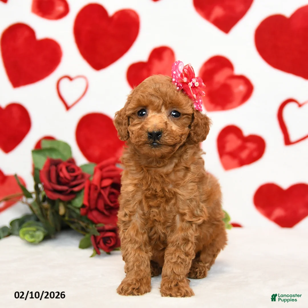 Miniature Poodle dogs for sale: Hearts - Ad 3