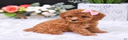 Toy Poodle dogs for sale: Toy Poodle 1 - Ad 2