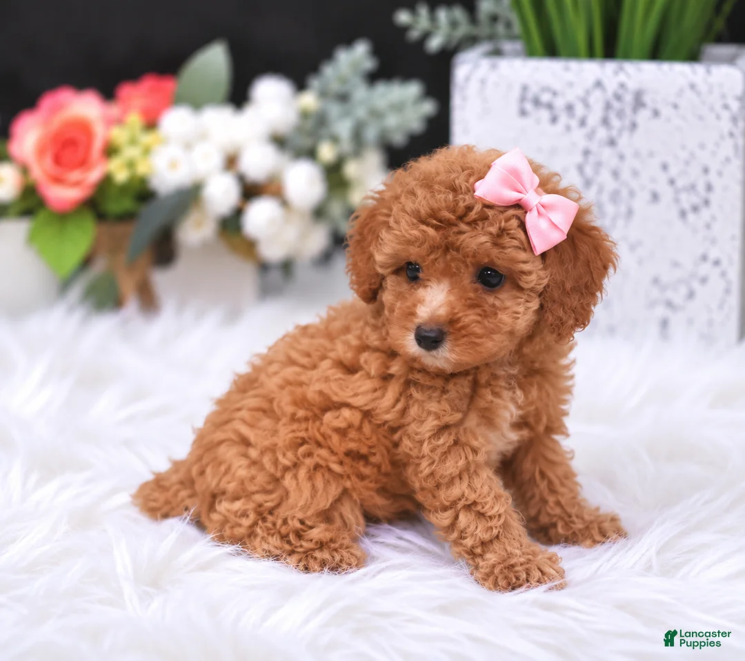 Toy Poodle dogs for sale: Toy Poodle 1 - Ad 2