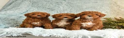 Cockapoo dogs for sale: Betty   - Ad 3