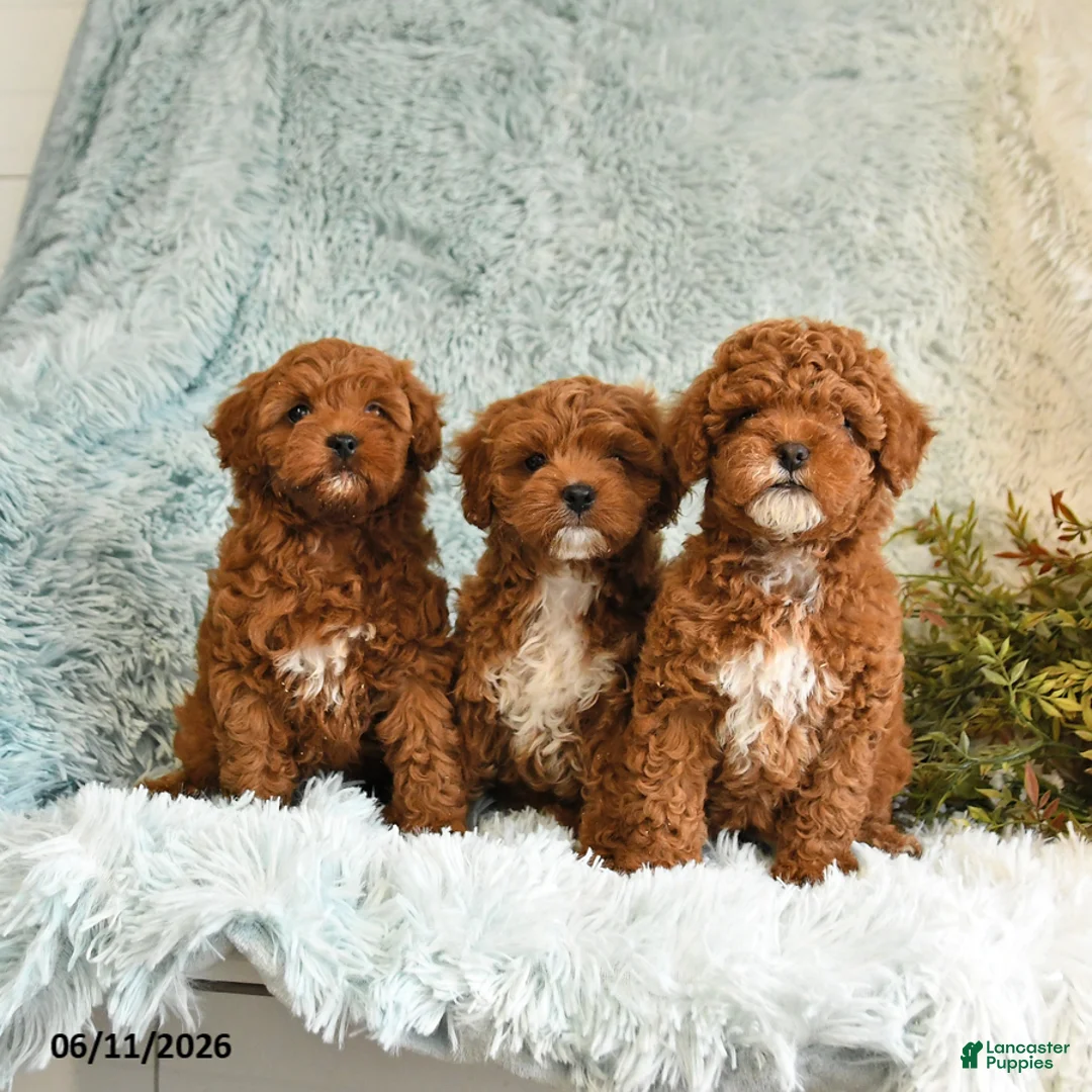 Cockapoo dogs for sale: Betty   - Ad 3