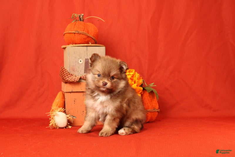 Pomeranian dogs for sale: Jane  - Ad 2