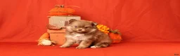Pomeranian dogs for sale: Jane  - Ad 2