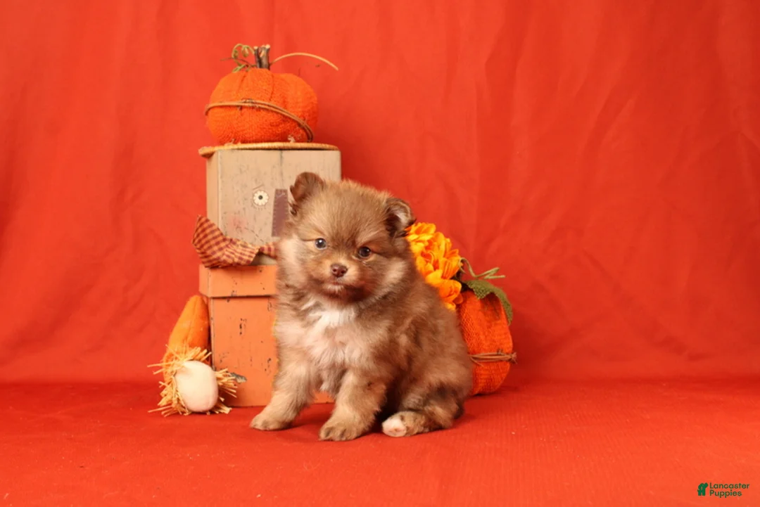 Pomeranian dogs for sale: Jane  - Ad 2