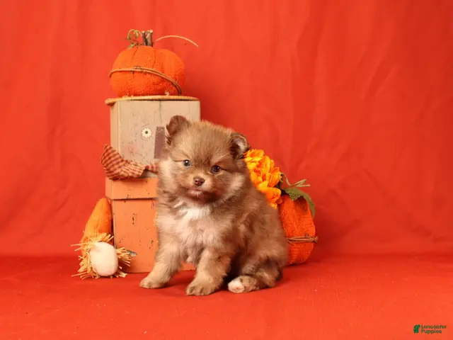 Pomeranian dogs for sale: Jane - Ad 2