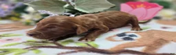 Cockapoo dogs for sale: Emily - Ad 1