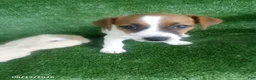 Jack Russell Terrier dogs for sale: Jerry - Ad 1