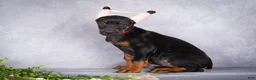 Doberman Pinscher dogs for sale: Kiara - Ad 4