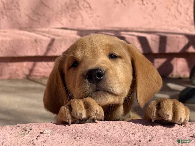 Gallery Image {{count}}