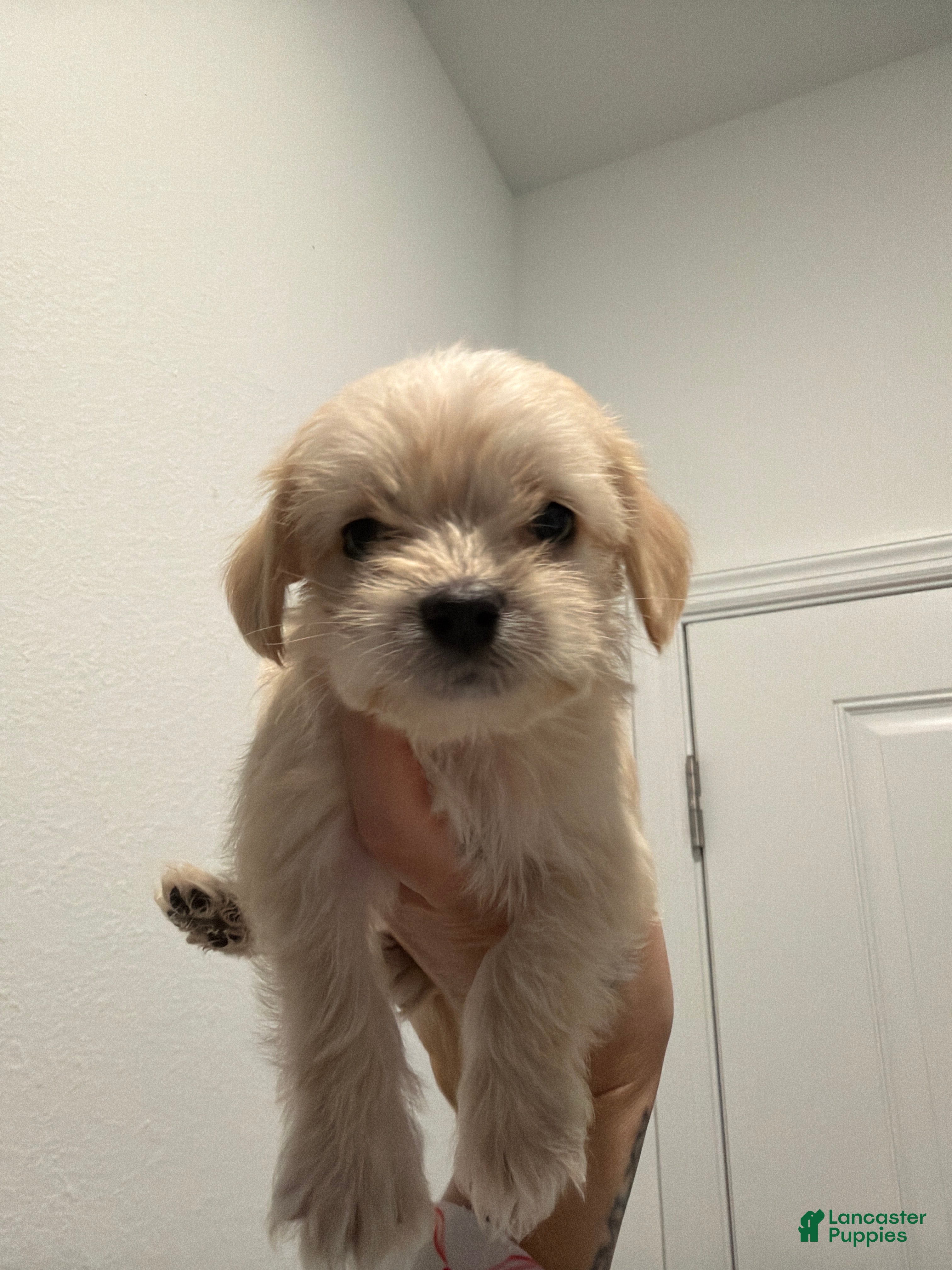 Mixed Breed dogs Milo - Ad 4