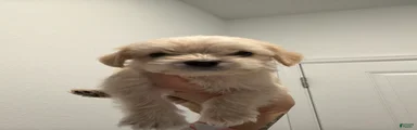 Milo