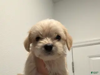 Mixed Breed dogs Milo - Ad 7