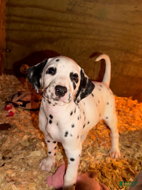 Dalmatian dogs Male 3 - Ad 1