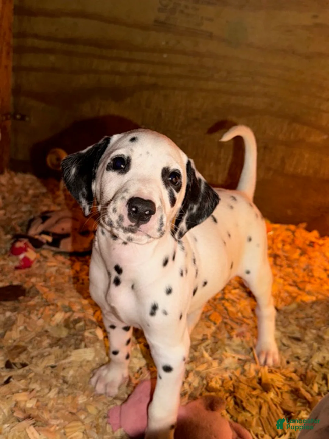 Dalmatian dogs for sale: Male 3 - Ad 1