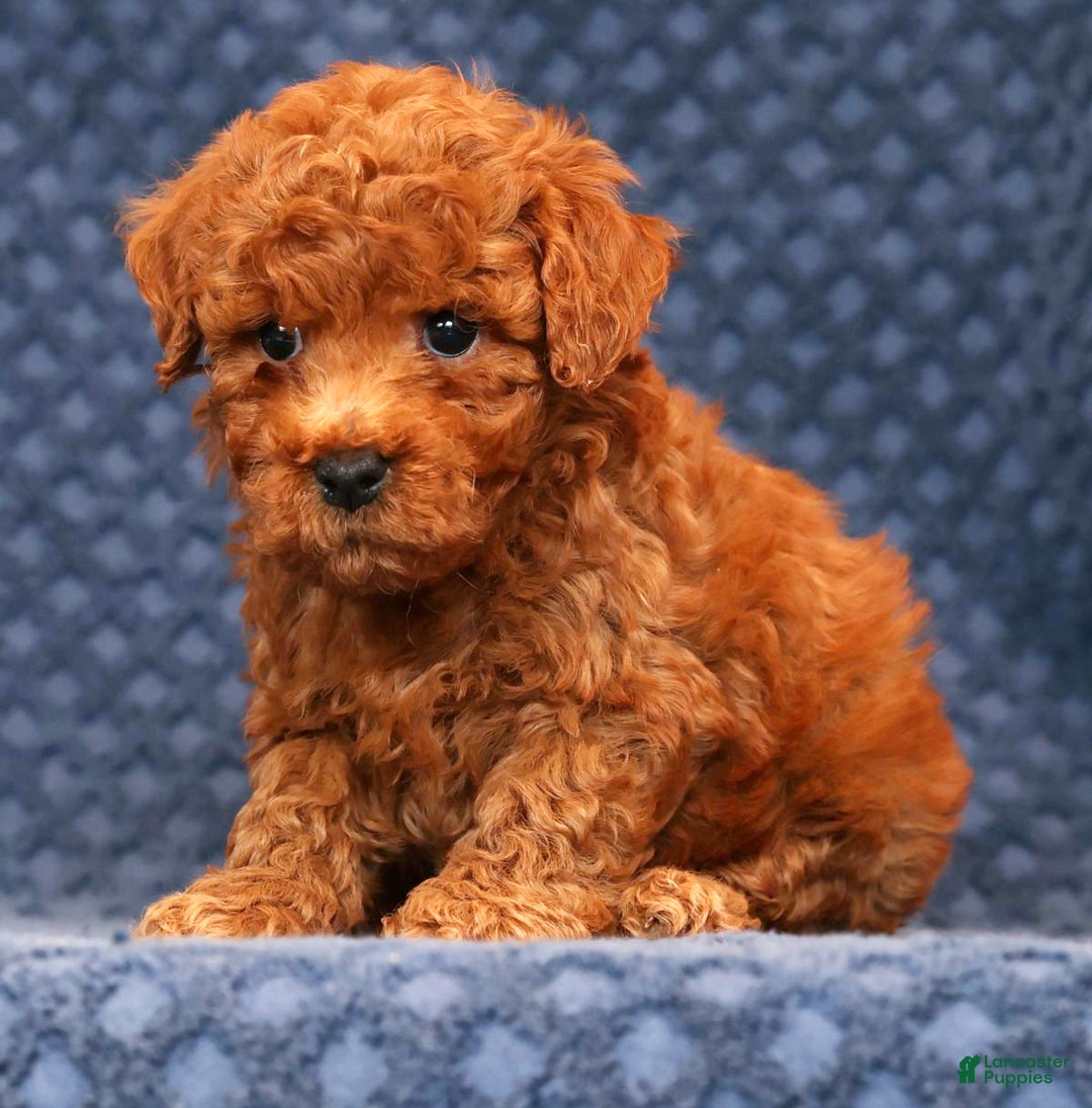 Bichpoo dogs for sale: Elliot - Ad 5