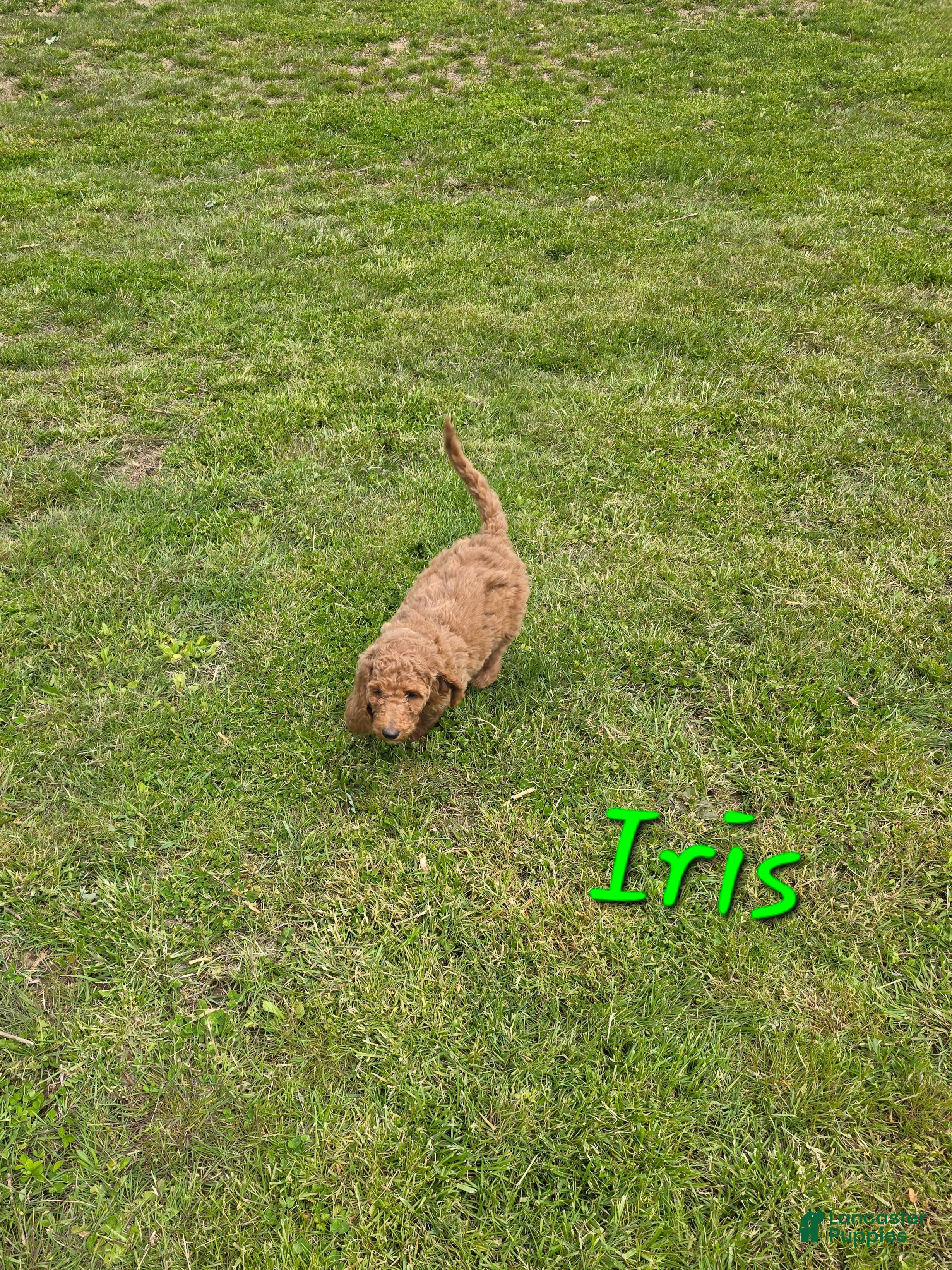 Goldendoodle dogs Goldendoodle Puppy 3 - Ad 38