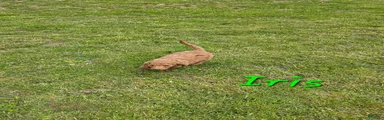 Goldendoodle Puppy 3