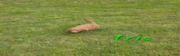 Goldendoodle dogs for sale: Goldendoodle Puppy 3 - Ad 1