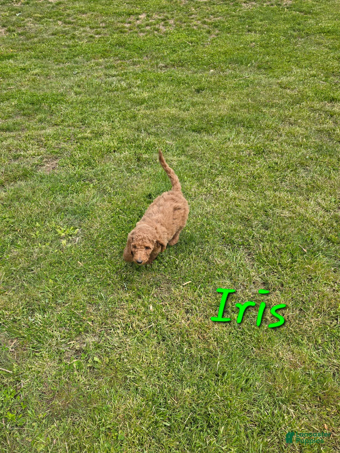 Goldendoodle dogs for sale: Goldendoodle Puppy 3 - Ad 1