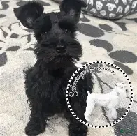 Miniature Schnauzer dogs Miniature Schnauzer 1 - Ad 1