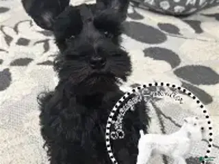 Miniature Schnauzer dogs Miniature Schnauzer 1 - Ad 1