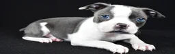 Boston Terrier dogs for sale: Callie - Ad 11