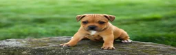 Staffordshire Bull Terrier dogs for sale: Marley 🌸🐾 - Ad 17