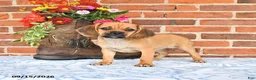 Puggle dogs for sale: Star - Ad 2