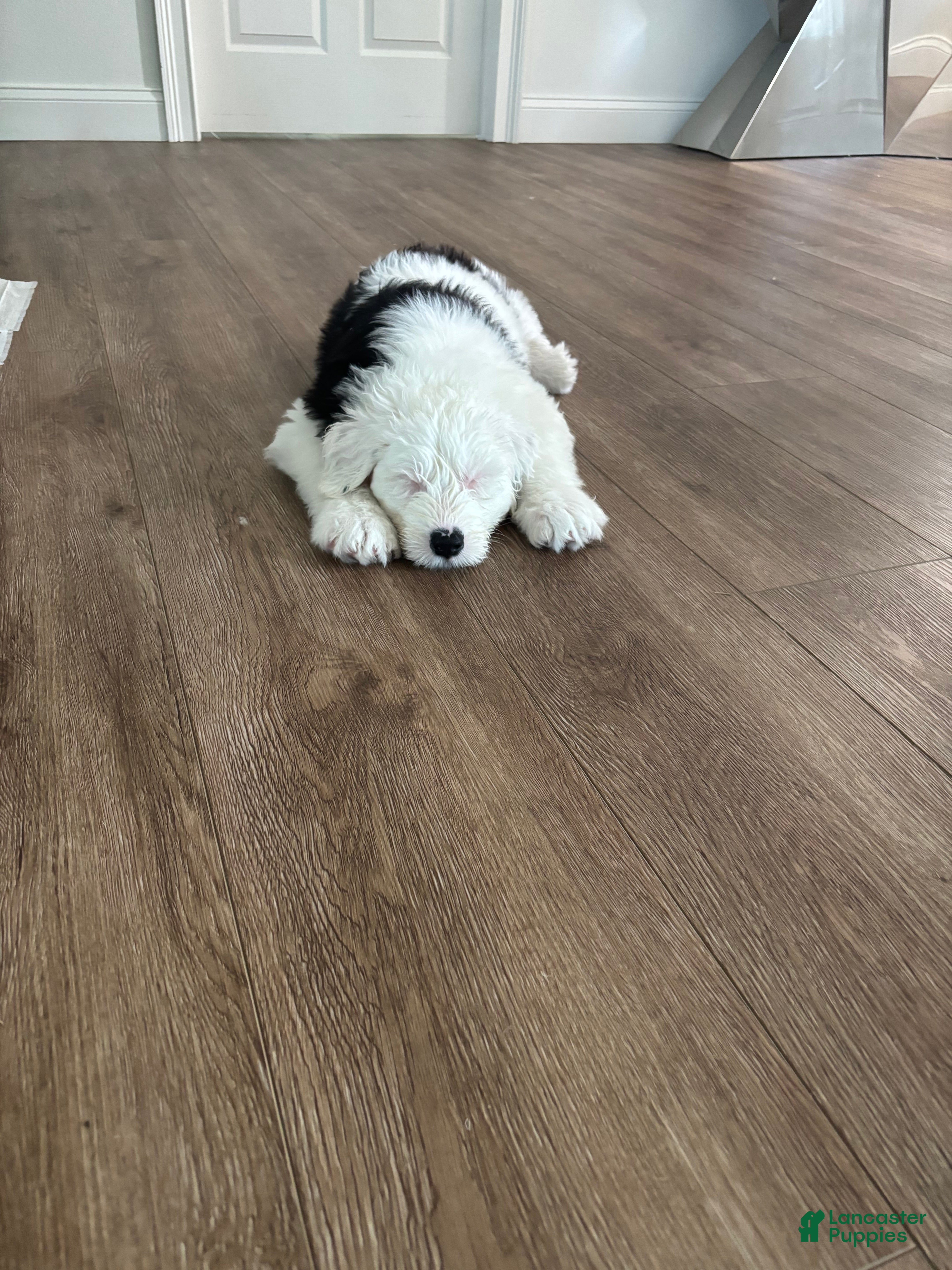 Old English Sheepdog dogs Sally - Ad 2