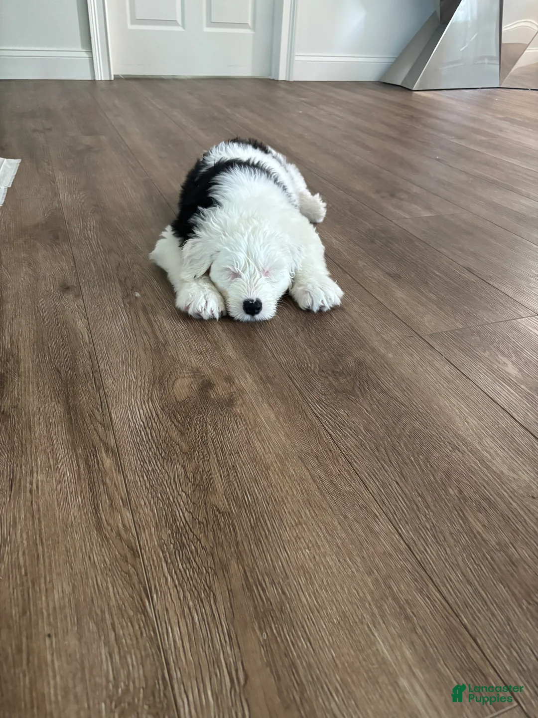 Old English Sheepdog dogs for sale: Sally - Ad 2