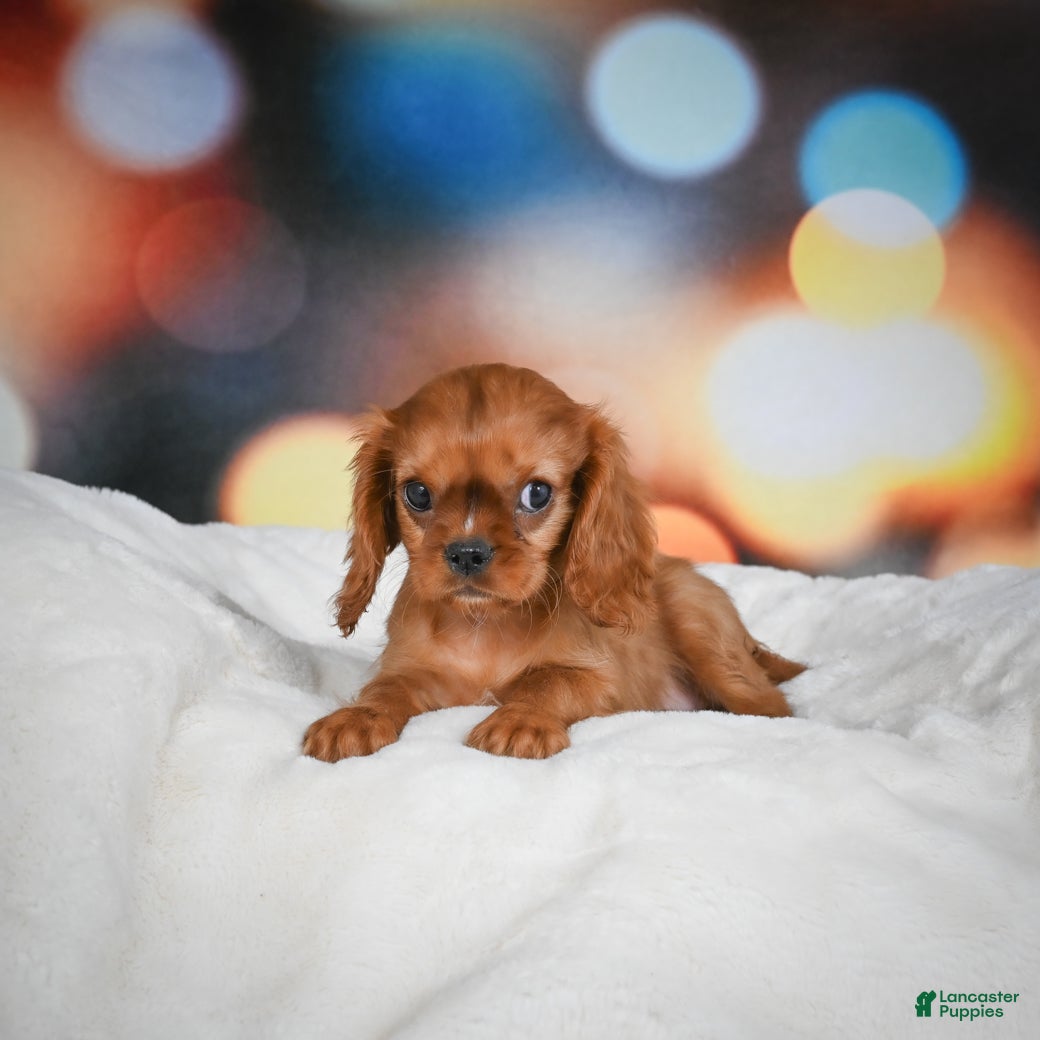 Cavalier King Charles Spaniel dogs Katie - Ad 40