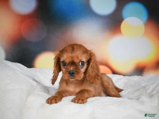 Cavalier King Charles Spaniel dogs Katie - Ad 17