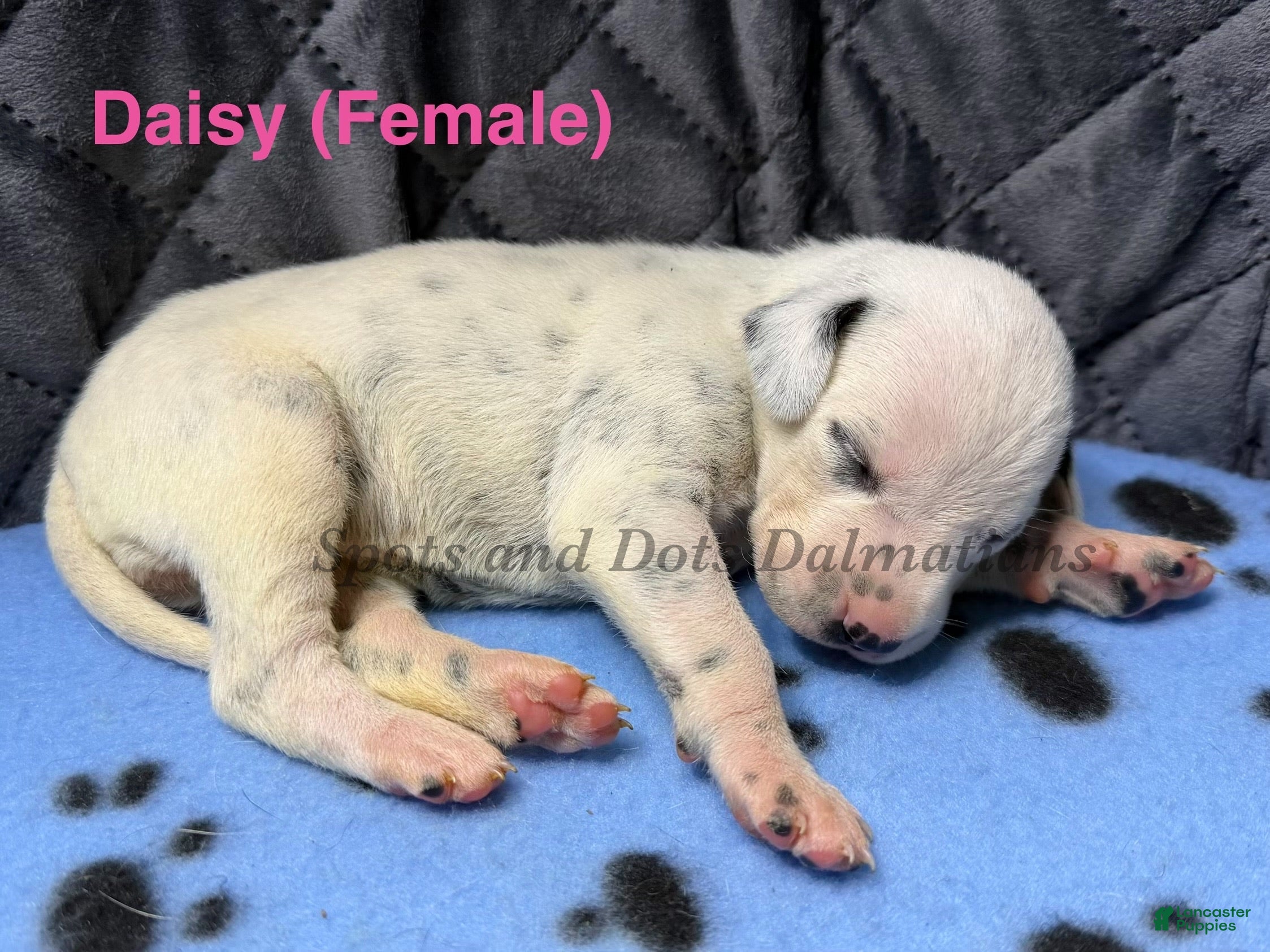 Dalmatian dogs Daisy - Ad 1