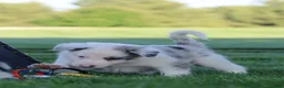 Border Collie dogs for sale: Canyon - Ad 5