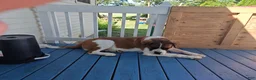 Mixed Breed dogs for sale: Marley - Ad 20