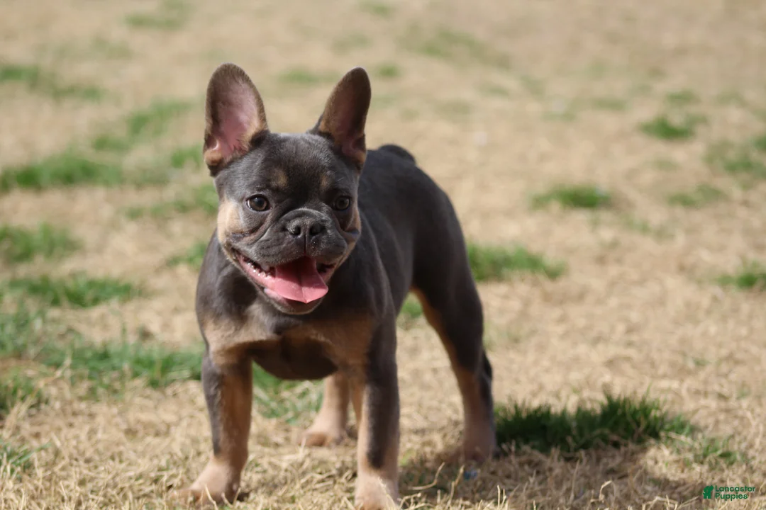 French Bulldog dogs for sale: French Bulldog Puppy 2 - Ad 2