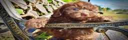 Havapoo dogs for sale: Pringles - Ad 5
