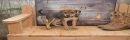 Jug dogs for sale: Florida - Ad 6
