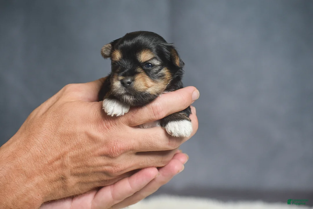 Yorkshire Terrier dogs for sale: Mickey - Ad 2