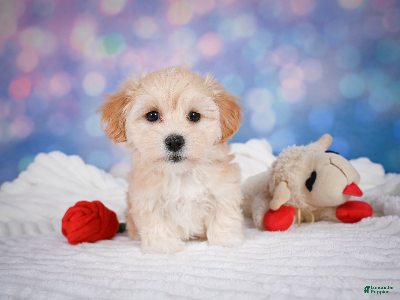 Maltipoo dogs for sale: Maggie - Ad 2