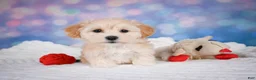 Maltipoo dogs for sale: Maggie - Ad 1