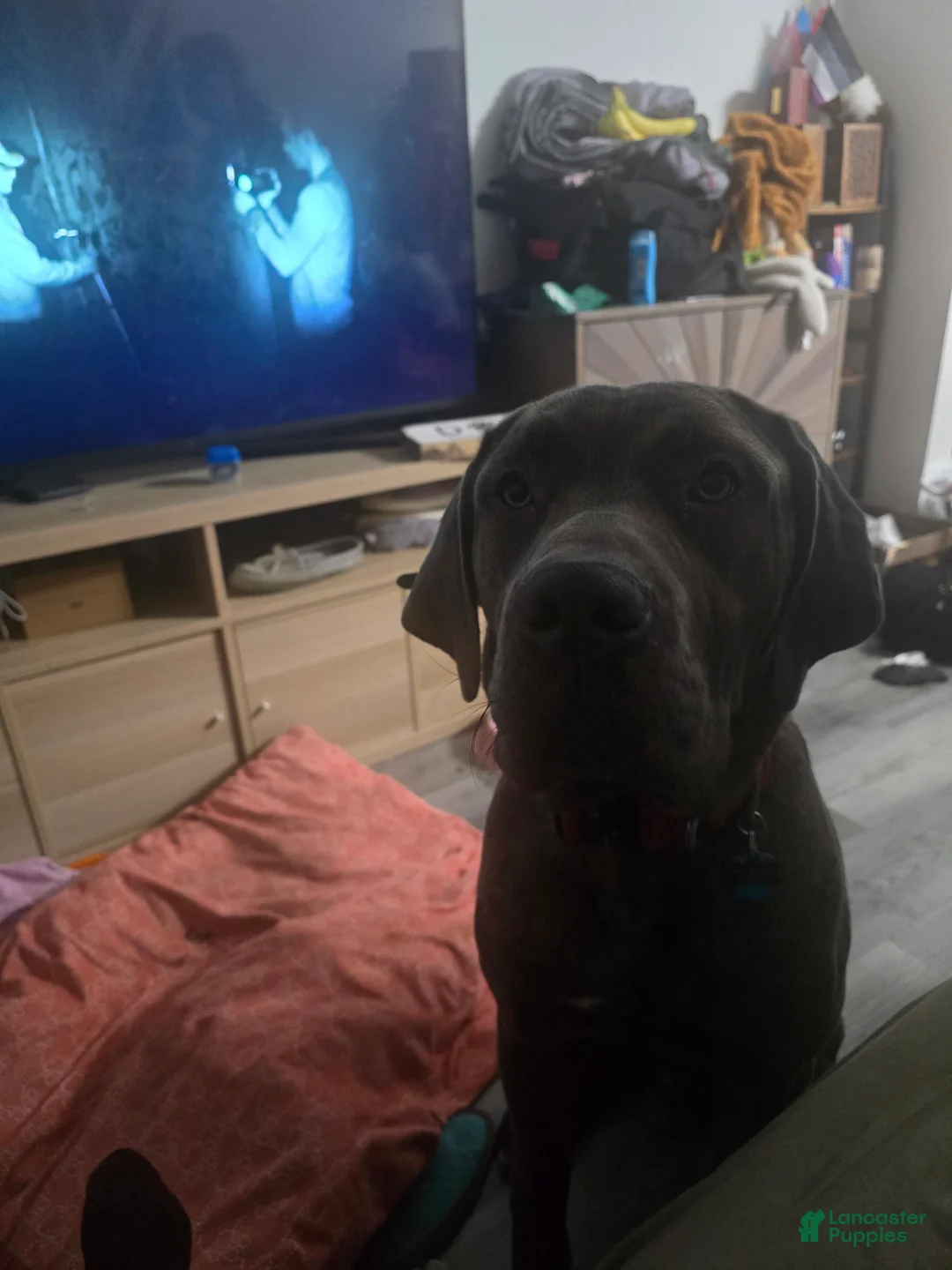 Cane Corso dogs for sale: Cane Corso Puppy 1 - Ad 3