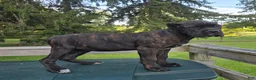 Cane Corso dogs for sale: Sage - Ad 2