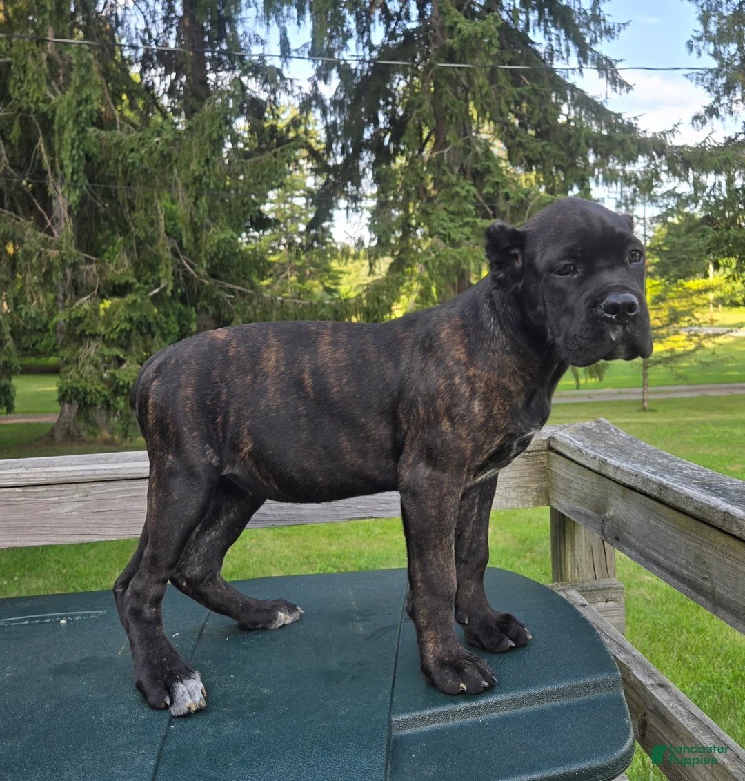 Cane Corso dogs for sale: Sage - Ad 2